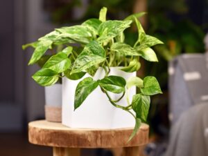 A natural element of an indoor plant in a dental practice waiting room